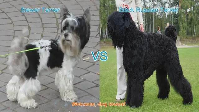 Video thumbnail for Biewer Terrier vs. Black Russian Terrier: A Comparison of Two Unique Dog Breeds