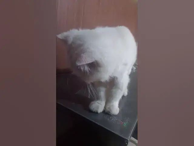 Video thumbnail for beautiful cat