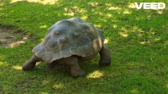 Video thumbnail for Life in My Shell_ Slow and Steady