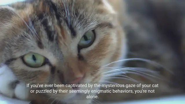 Video thumbnail for Cat Mysteries Revealed : Understanding Your Cat's Behavior