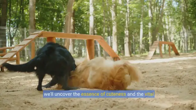 Video thumbnail for Top 10 Adorable Dog Breeds That Will Melt Your Heart