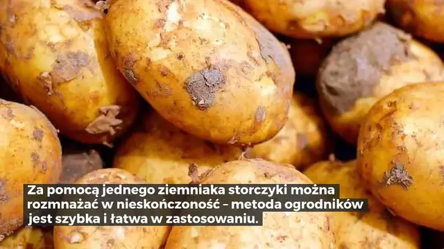 Video thumbnail for Storczyki, jak w nieskończoność rozmnażać je za pomocą ziemniaka – uczą ogrodnicy