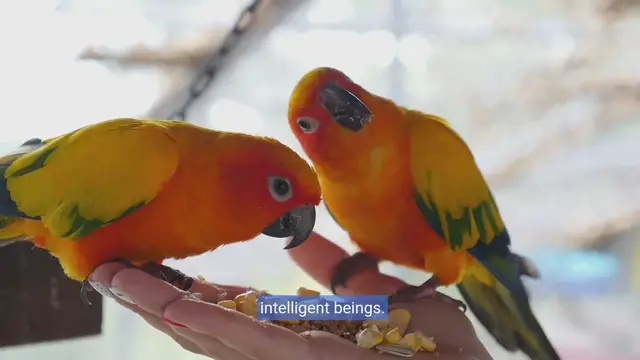 Video thumbnail for Parrot Training 101: A Guide to Happiness & Well-being