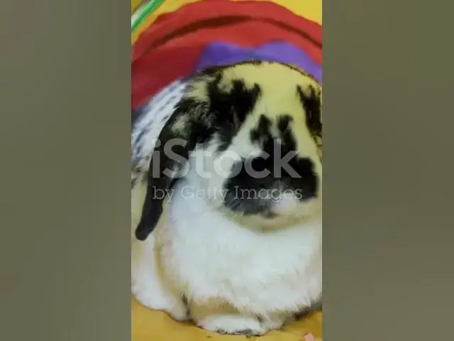 Video thumbnail for La Petite Souris la Plus Courageuse du Monde 🐭💪