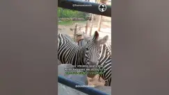 'Video thumbnail for Stripes Of The Savannah - The Zebra Chronicles #shorts #zebra'