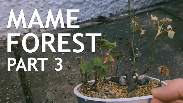 Video thumbnail for Mame Bonsai Forest Part 3