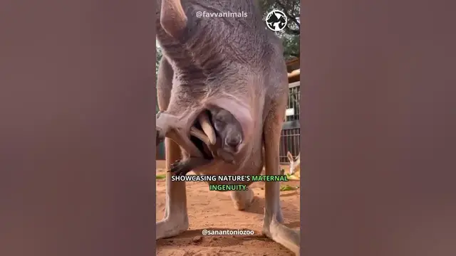 Video thumbnail for Wild Kangaroo Kingdom Bouncing through the Australian Outback  #shorts #kangaroo