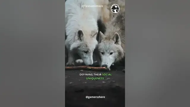 'Video thumbnail for Wolves Unleashed - The Enigmatic Lives of Pack Predators #shorts #wolves #wolf'