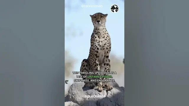 Video thumbnail for A High Speed Clash Between A Cheetah And A Greyhound #shortvideo