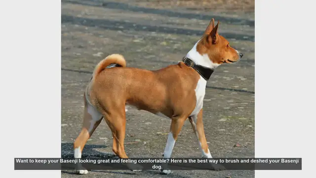 Video thumbnail for How to Brush and Deshed Your Basenji: Tips for a Healthy Coat
