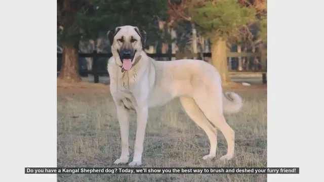 Video thumbnail for How to Brush and Deshed Your Kangal Shepherd Dog