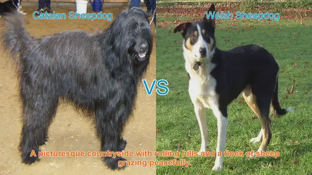 Video thumbnail for Exploring the Catalan and Welsh Sheepdog Breeds: A Comparative Guide
