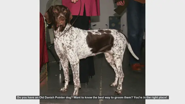 Video thumbnail for Ultimate Guide to Grooming Your Old Danish Pointer