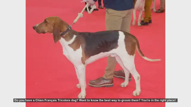 Video thumbnail for How to Groom Your Chien Français Tricolore: A Complete Guide