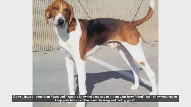 Video thumbnail for Ultimate Guide to Grooming Your American Foxhound