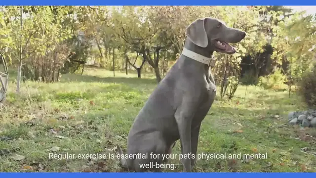 Video thumbnail for Ultimate Guide to Pet Care - Tips and Tricks for Keeping a Pet