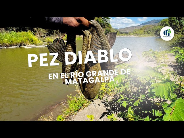 Video thumbnail for Preocupados por alta presencia de pez diablo en el Río Grande de Matagalpa