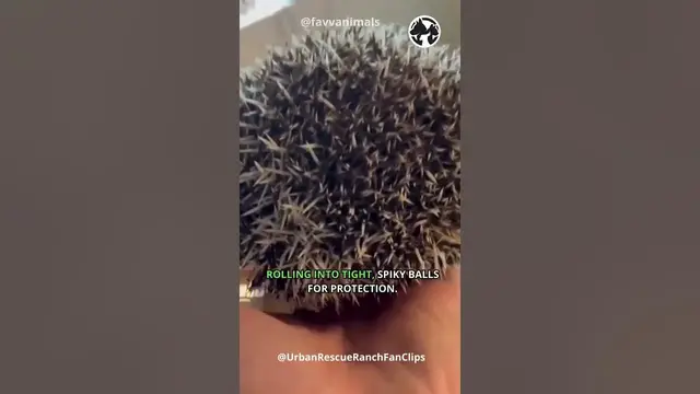 'Video thumbnail for Spiky Wonders: Hedgehog Harmony in the Wild  #shorts #hadgehog'