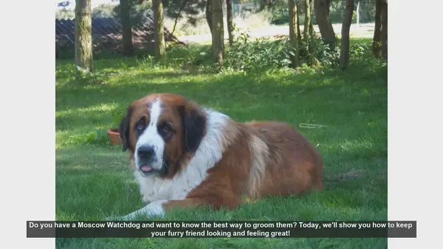 Video thumbnail for Ultimate Guide to Grooming Your Moscow Watchdog