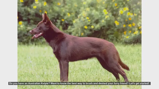 Video thumbnail for How to Brush and Deshed Your Australian Kelpie