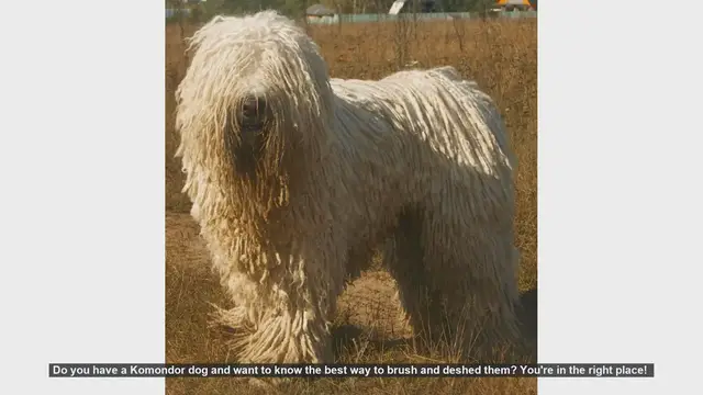 Video thumbnail for How to Brush and Deshed Your Komondor Dog: Essential Grooming Tips