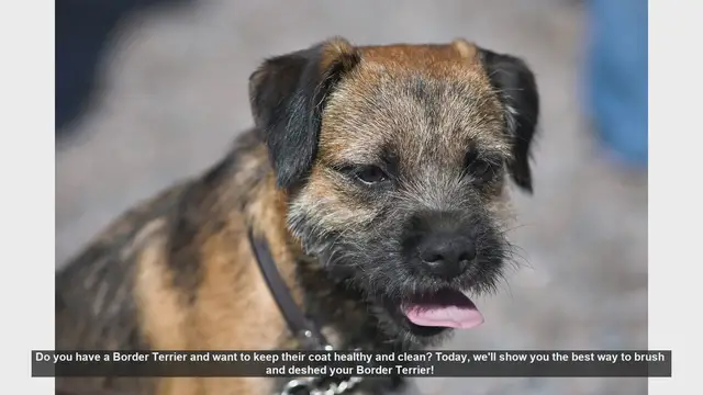 Video thumbnail for How to Brush and Deshed Your Border Terrier: Tips for a Healthy Coat