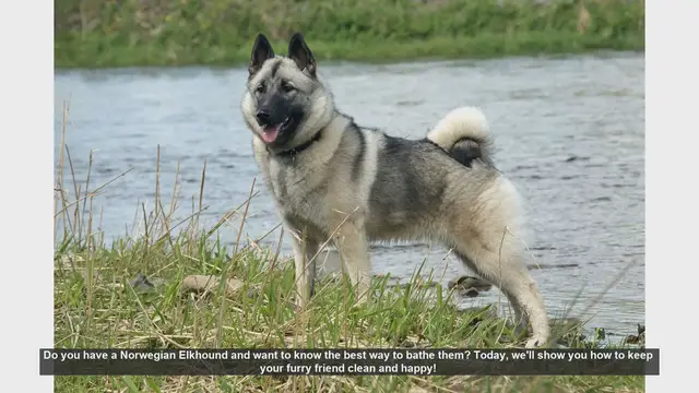 Video thumbnail for How to Bathe Your Norwegian Elkhound: Step-by-Step Guide