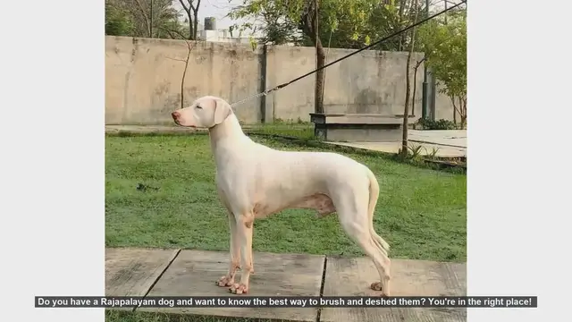 Video thumbnail for How to Brush and Deshed Your Rajapalayam Dog: Step-by-Step Guide