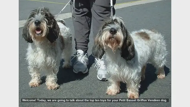 Video thumbnail for Top 10 Toys for Your Petit Basset Griffon Vendéen Dog
