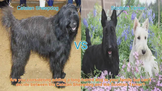 Video thumbnail for Catalan Sheepdog vs. Scottish Terrier: A Comprehensive Breed Comparison