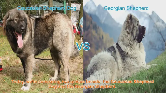 Video thumbnail for Caucasian Shepherd vs. Georgian Shepherd: A Comparative Guide