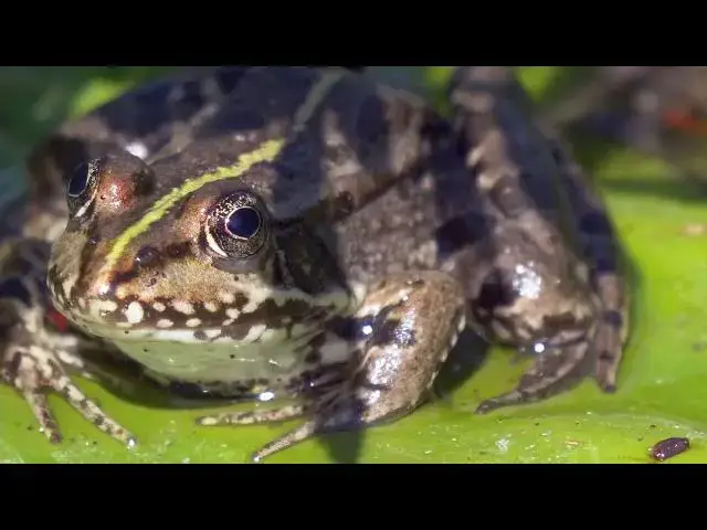 Video thumbnail for Do Frogs Eat Water Scorpions? Exploring Pond Ecosystem Interactions