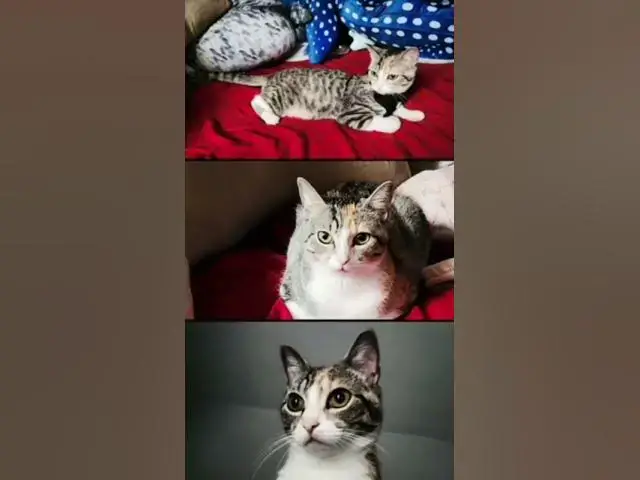 Video thumbnail for #toshi the #cat #🥰