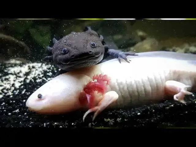 Video thumbnail for Are Axolotls Immune to Cancer? Exploring Their Unique Biology