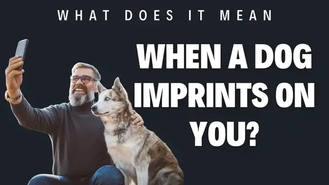 Video thumbnail for What does it mean when a dog imprints on you?