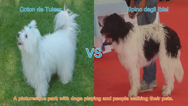 Video thumbnail for Coton de Tulear vs. Spino degli Iblei: A Breed Comparison