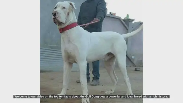 Video thumbnail for Top 10 Fascinating Facts About the Gull Dong Dog