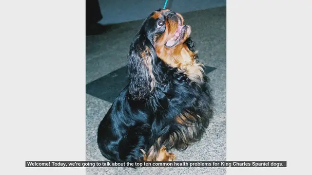 Video thumbnail for Top 10 Common Health Problems in King Charles Spaniels