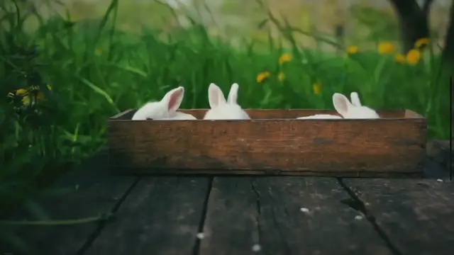 Video thumbnail for Does PetSmart Have Rabbits? | A Comprehensive Guide