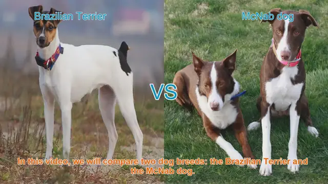 Video thumbnail for Brazilian Terrier vs. McNab Dog: A Breed Comparison