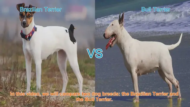 Video thumbnail for Brazilian Terrier vs. Bull Terrier: A Comprehensive Comparison