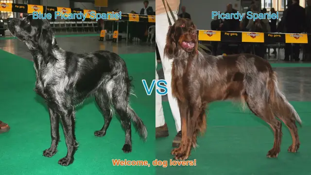 Video thumbnail for Comparing Blue Picardy Spaniel and Picardy Spaniel: A Guide for Dog Lovers