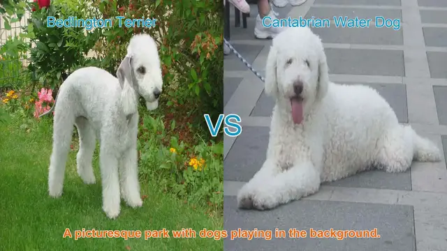 Video thumbnail for Exploring Bedlington Terrier and Cantabrian Water Dog: Origins, Characteristics, and Care