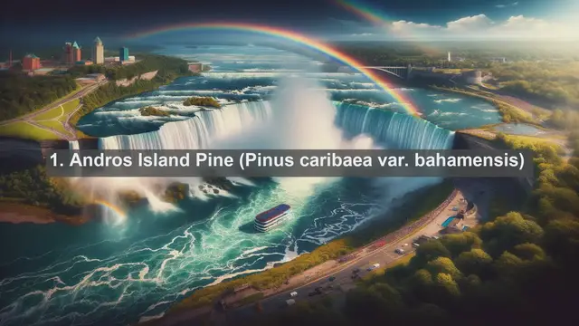 Video thumbnail for Exploring Bahamas' Botanical Treasures: Top 10 Native Flora Revealed