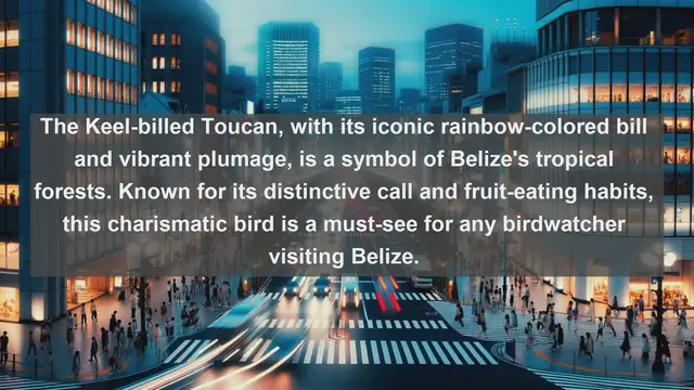 Video thumbnail for Exploring Belize's Avian Paradise: Top 10 Native Birds in Belize