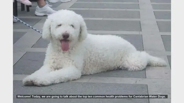 Video thumbnail for Top 10 Common Health Problems in Cantabrian Water Dogs