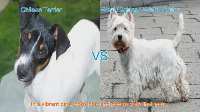 Video thumbnail for Chilean Terrier vs. West Highland White Terrier: A Comparison of Two Adorable Breeds