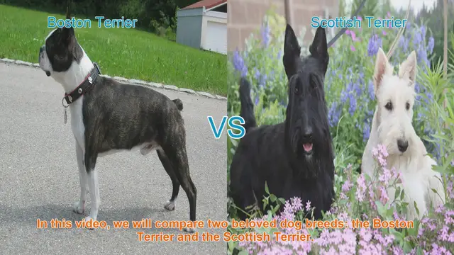 Video thumbnail for Boston Terrier vs. Scottish Terrier: A Comparison of Beloved Dog Breeds