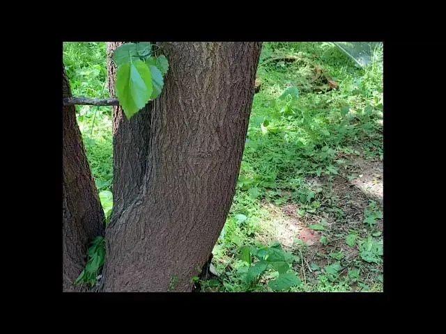 'Video thumbnail for A walk with nature : Ashram'
