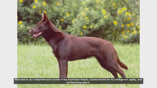 Video thumbnail for Australian Kelpie: The Ultimate Guide to This Intelligent and Agile Breed